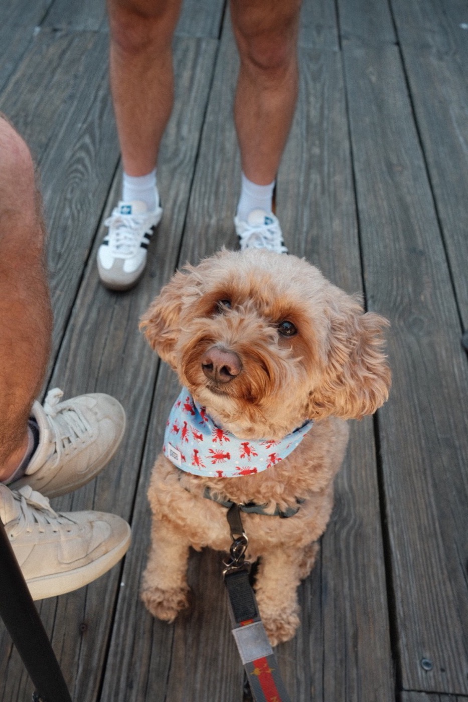 Frank, the real party animal, in his lobster bandana